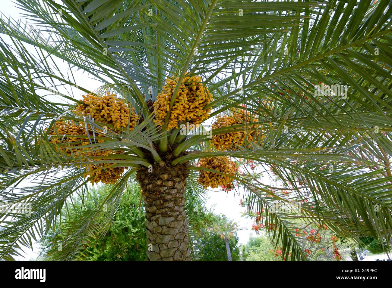 Date maturazione su una data struttura Palm Tree in Muscat Oman Foto Stock
