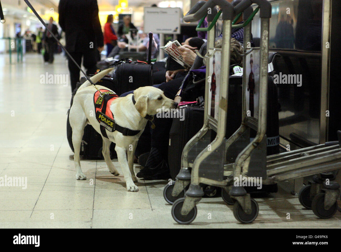 Gli ufficiali di polizia e i loro cani da ricerca effettuano ricerche di routine del Terminal 1 di Heathrow come uno dei sostenitori di alto profilo di Osama bin Laden nel Regno Unito ha avvertito di un altro attacco terroristico in stile 7/7, sulla scia della sua morte. Foto Stock