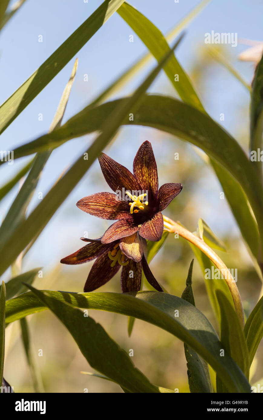 Giglio di cioccolato, Fritillaria affinis, vicino Kitimat, British Columbia, Canada Foto Stock