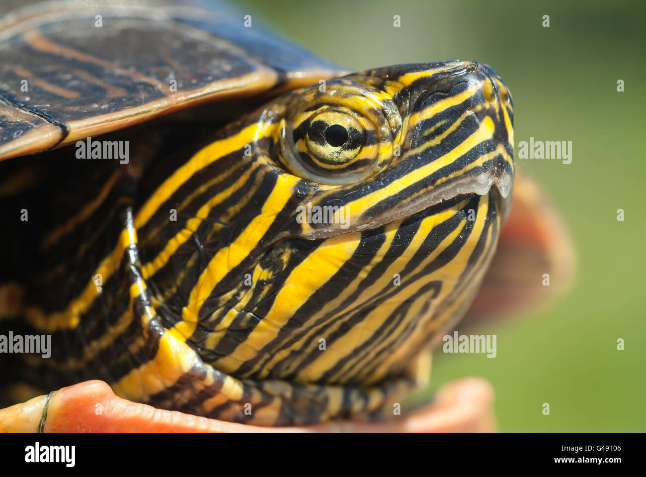 Western dipinto di tartaruga, Chrysemys picta bellii, nativo di southwestern Ontario a sud del Missouri al Pacific NW Foto Stock