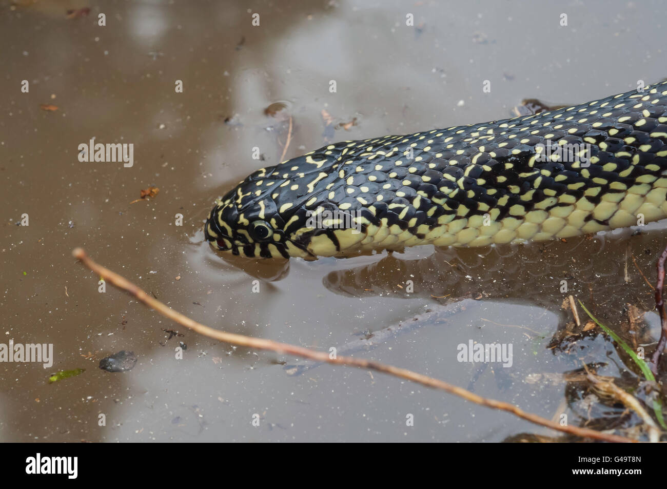 Chiazzato, kingsnake Lampropeltis getula holbrooki, acqua potabile, endemico negli Stati Uniti Foto Stock