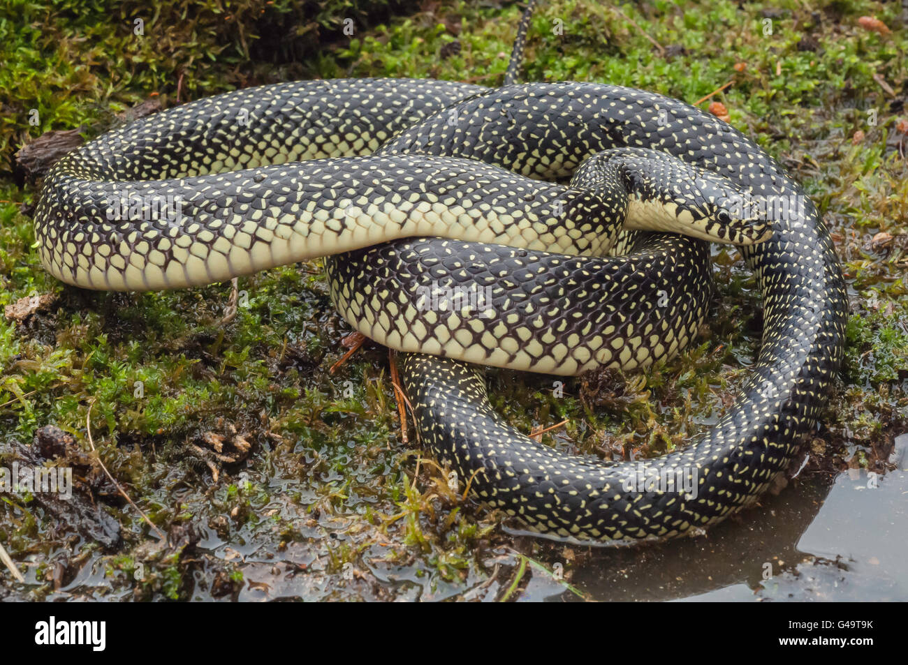 Chiazzato, kingsnake Lampropeltis getula holbrooki, endemico negli Stati Uniti Foto Stock