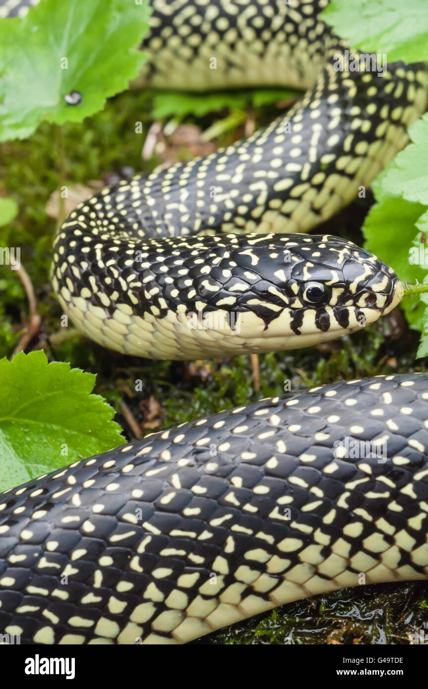 Chiazzato, kingsnake Lampropeltis getula holbrooki, endemico negli Stati Uniti Foto Stock