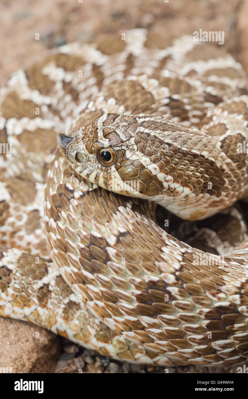 Western hognose snake, Heterodon nasicus nasicus, posteriore-fanged serpente velenoso, nativo per il sud del Canada, USA, Messico Foto Stock