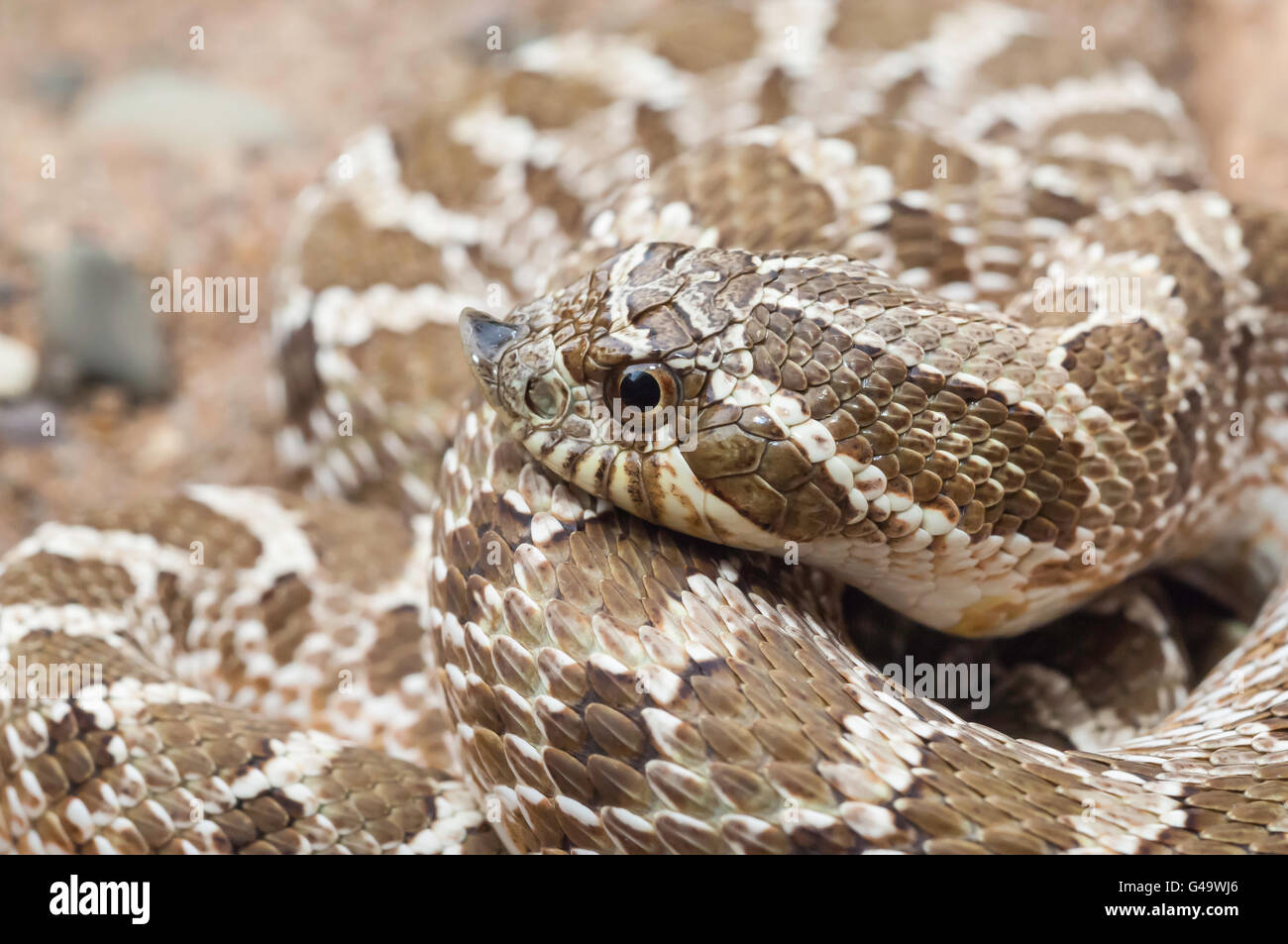 Western hognose snake, Heterodon nasicus nasicus, posteriore-fanged serpente velenoso, nativo per il sud del Canada, USA, Messico Foto Stock