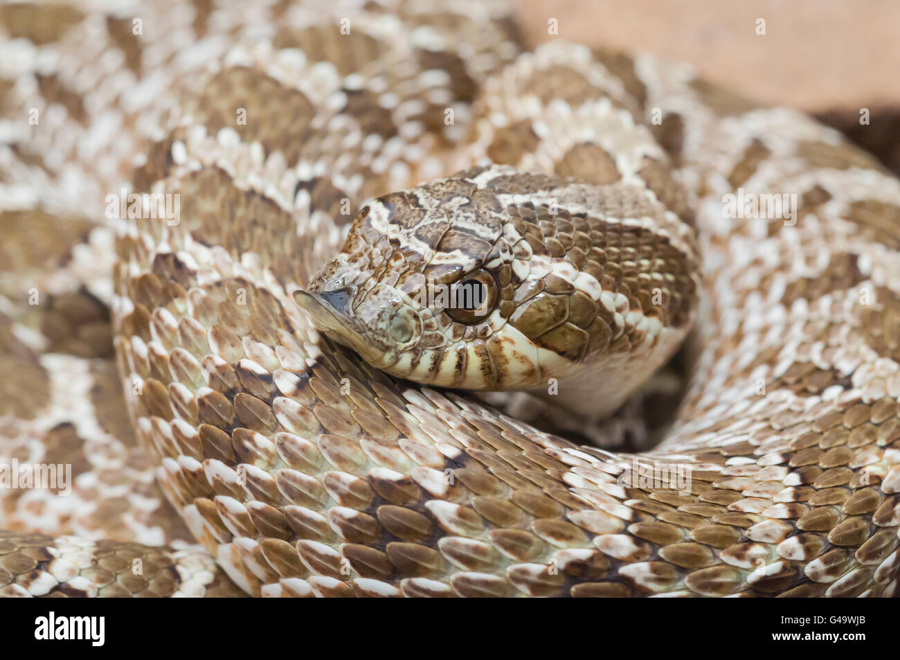 Western hognose snake, Heterodon nasicus nasicus, posteriore-fanged serpente velenoso, nativo per il sud del Canada, USA, Messico Foto Stock