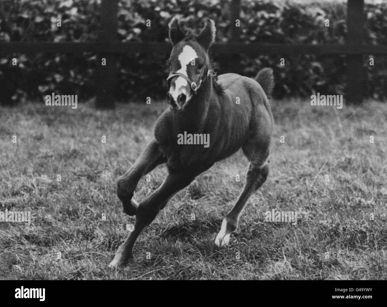 PA NEWS PHOTO 9/2/83: 'SHERGAR' UNO DEI CAVALLI DA CORSA PIÙ AMATI E FAMOSI È DIVENTATO UN PADRE E HA PRODOTTO QUESTO NEMICO COLT MOSTRATO QUI A BALLYMANNY, IRLANDA CON IL NOME DI 'HILO GIRL' CHE APPARE NOTEVOLMENTE COME LUI. Foto Stock