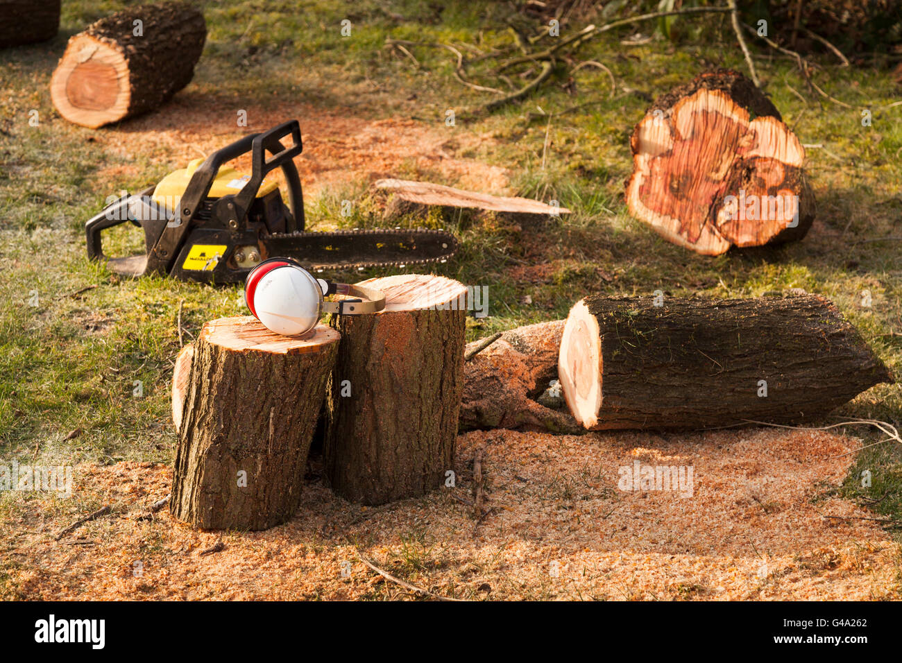 Protezioni per orecchie e chainsaw accanto a segati tronco di albero, Waterlooville, England, Regno Unito, Europa Foto Stock