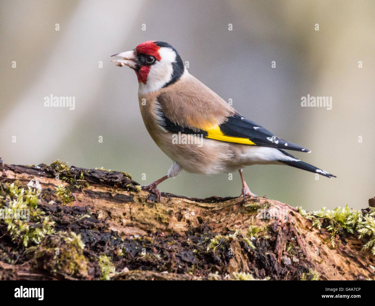 Cardellino sul marciume ceppo di albero Foto Stock