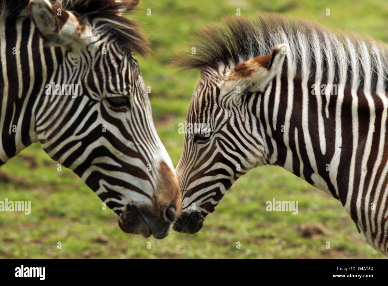 Una delle due zebre di Grevy, nata di recente allo zoo di Edimburgo, con la madre. Foto Stock
