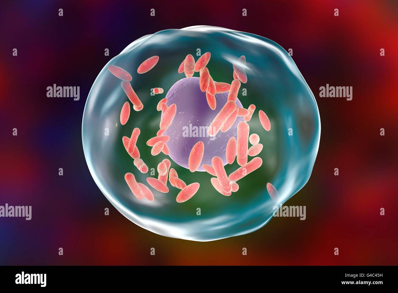 Q batteri della febbre immagini e fotografie stock ad alta risoluzione -  Alamy
