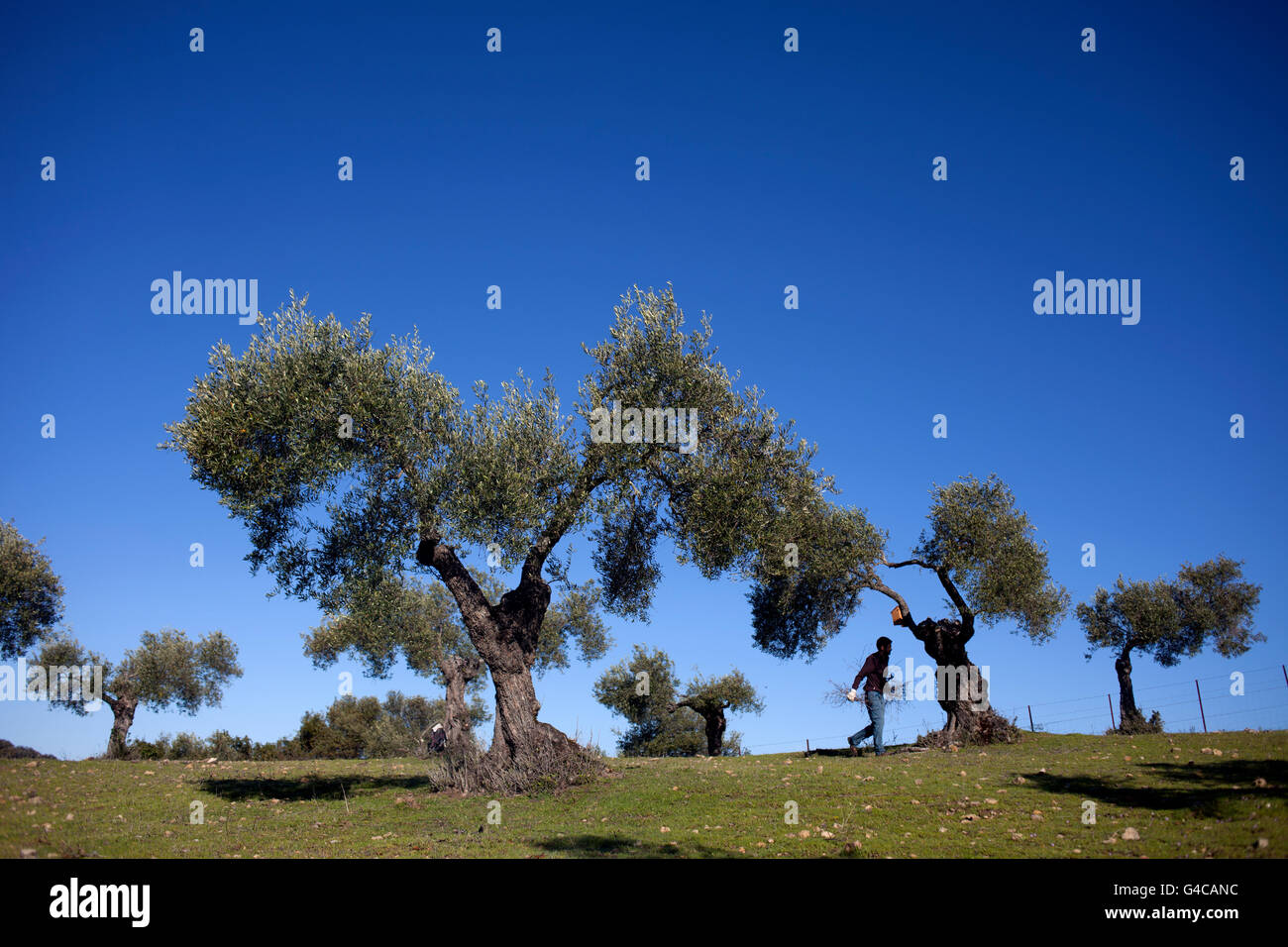 Un uomo lavora in O-Live Medioambiente organico campi di olivi in Prado del Rey, Sierra de Cadice, Andalusia, Spagna Foto Stock