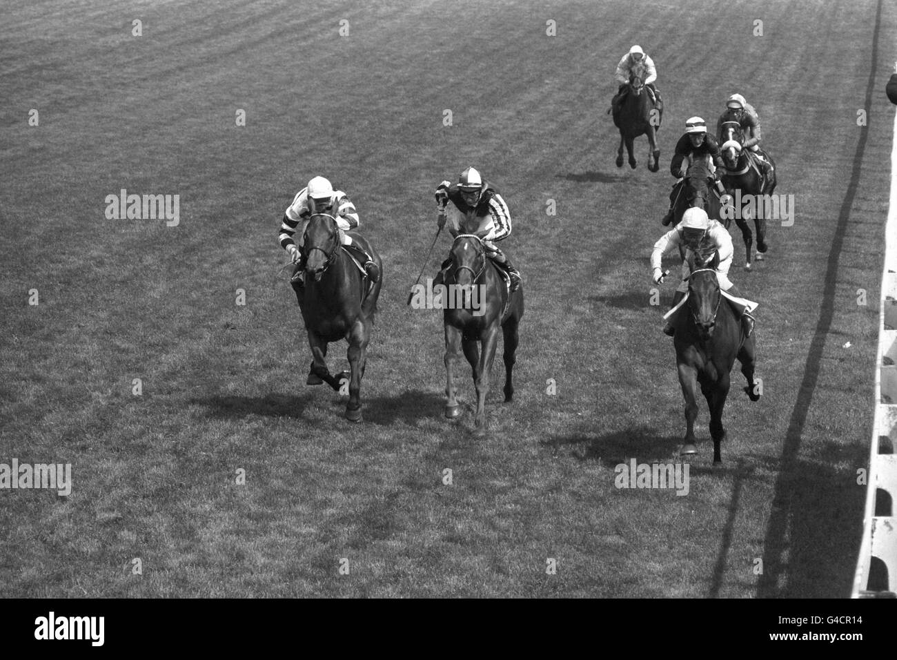 Lupe, guidato da Geoff Lewis, (estrema destra) vincendo la Coronation Cup da Stintino (estrema sinistra) cavalcata da A. Barclay. Terzo è stato Quayside (c) guidato da Lester Piggott. Foto Stock