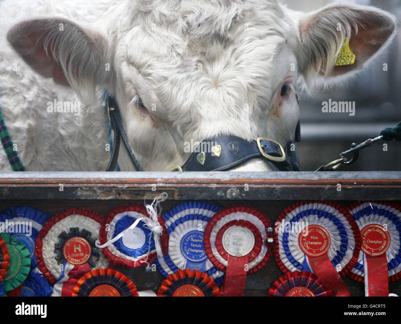 Spettacolo delle Royal Highland - Edimburgo. Un toro fa una pausa prima di andare al ring dello spettacolo al Royal Highland Show di Edimburgo. Foto Stock