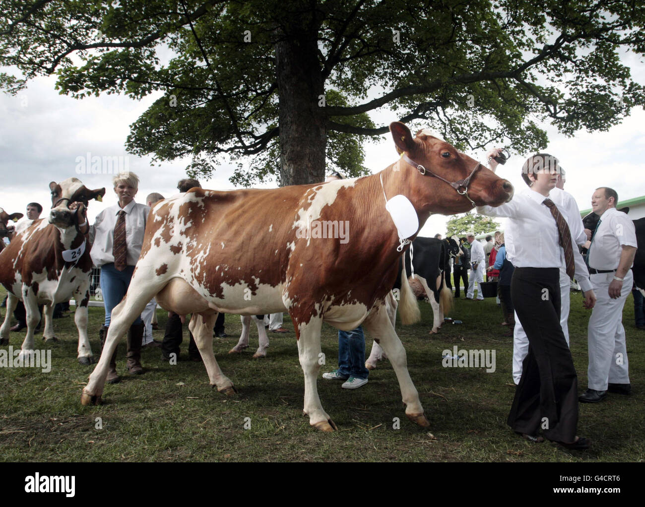 Le mucche vengono portati attraverso l'anello dello spettacolo al Royal Highland show di Edimburgo. Foto Stock