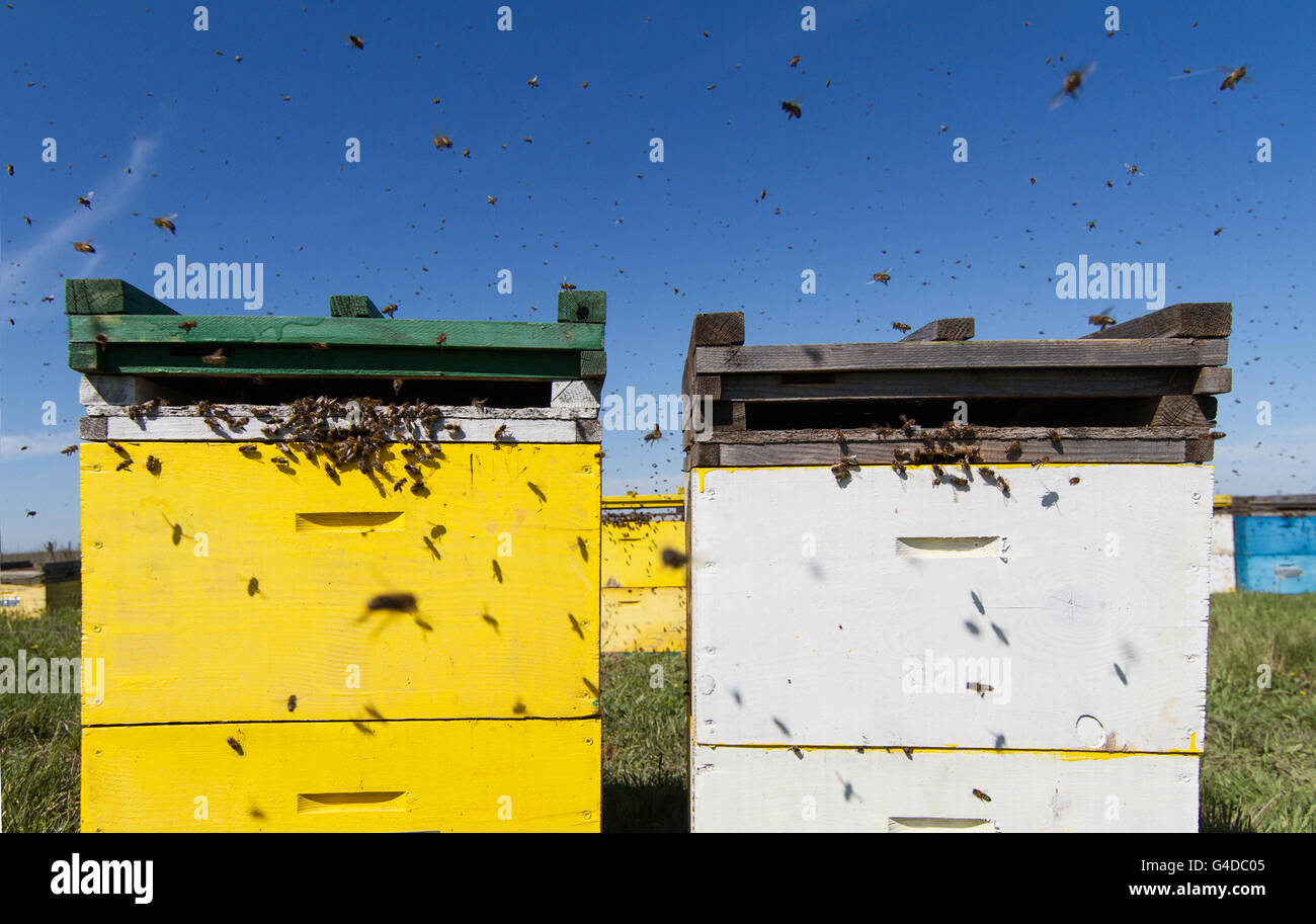 Orizzontale vista anteriore di una fila di arnie colorate allineate in un campo con api sciamare intorno Foto Stock