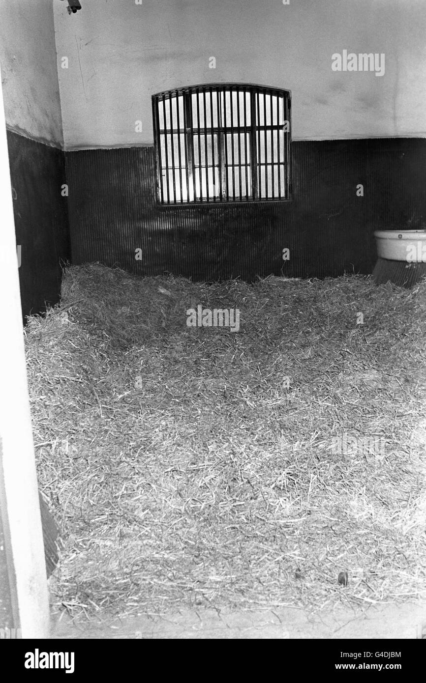 Immagine della stalla vuota di Shergar, da cui è stato preso martedì 8 febbraio presso la fattoria Stud a Ballymany, Contea di Kildare, Repubblica d'Irlanda. Shergar non è mai stato trovato e nessuno era stato accusato del furto. Foto Stock