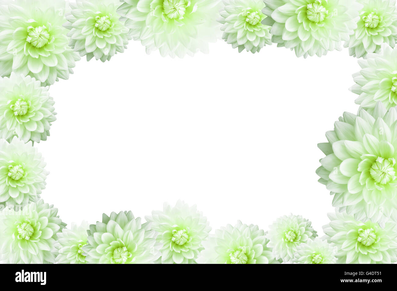 La Cornice di fiori di bordo su sfondo bianco Foto Stock