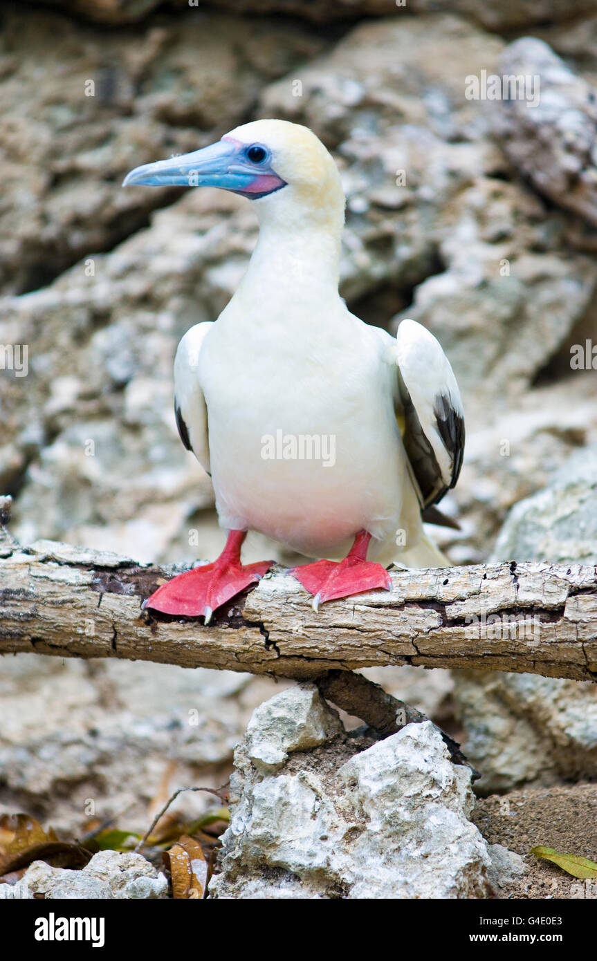 In appoggio un rosso-footed booby (Sula sula), bianco morph, Isola di Natale, Australia. Foto Stock