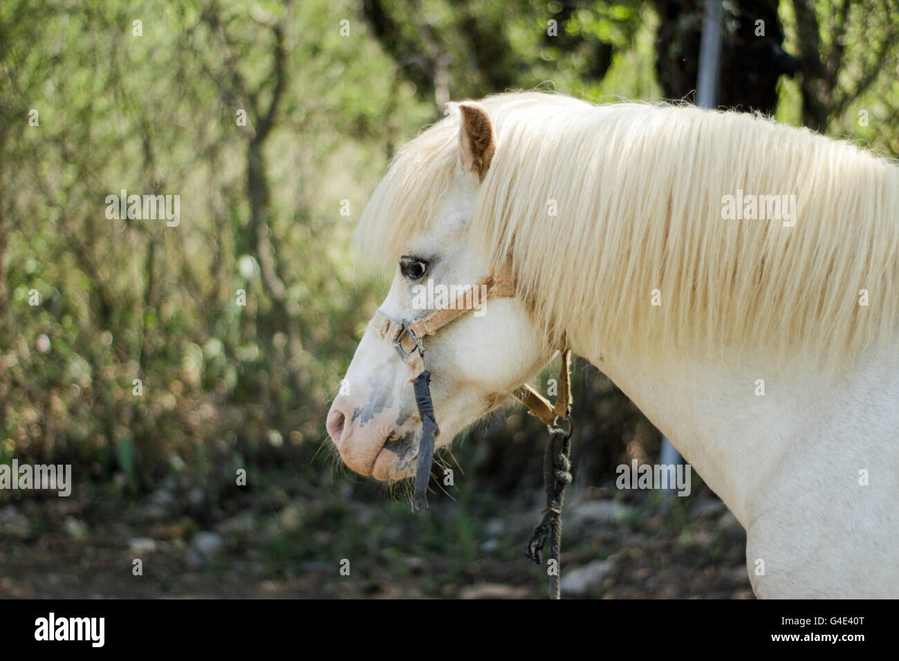 Fotografia di un cavallo bianco Foto Stock