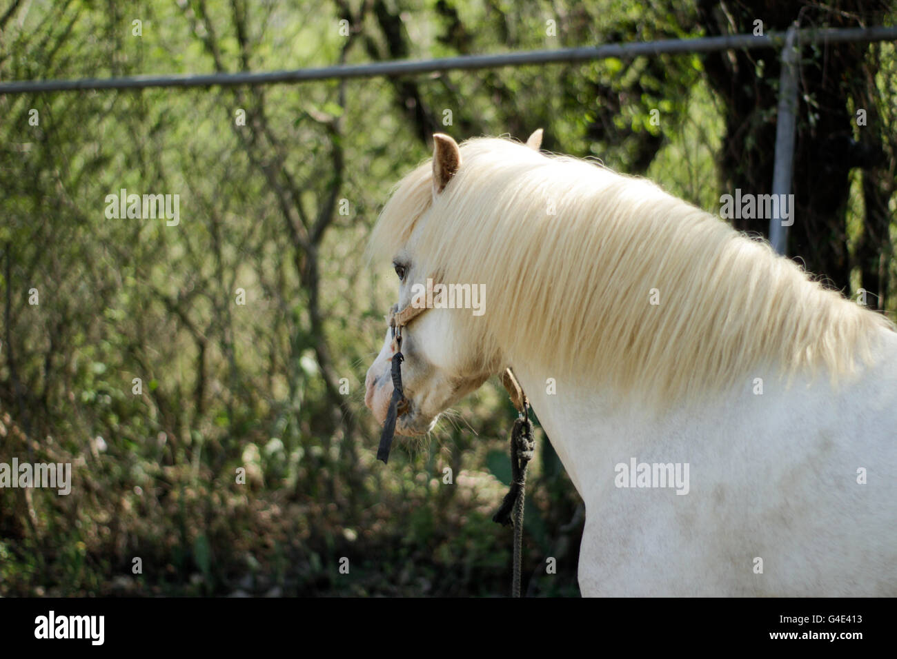 Fotografia di un cavallo bianco Foto Stock