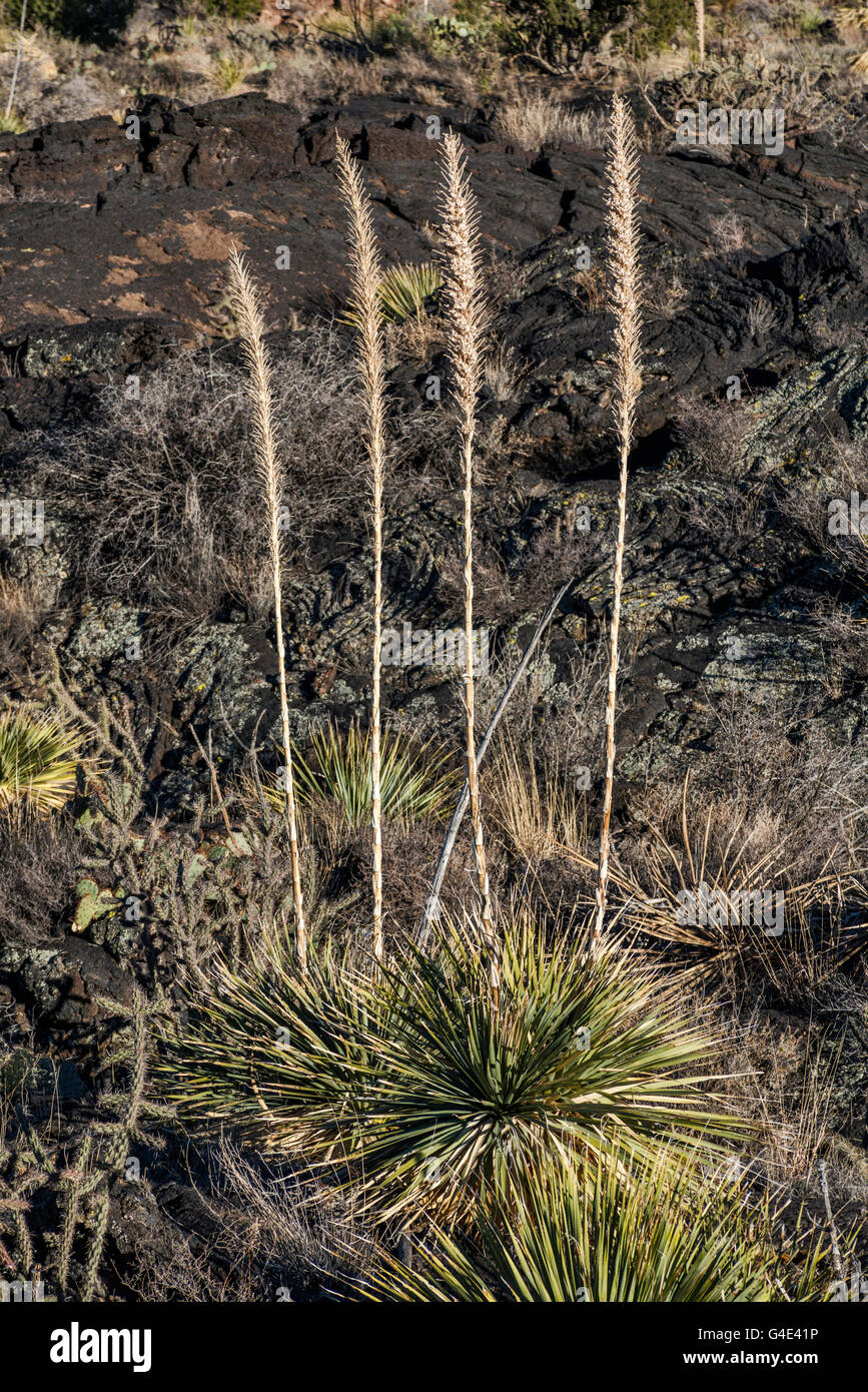 Sotol nel campo di lava, Carrizozo Malpais flusso lavico, Valle di incendi Recreation Area, bacino Tularosa vicino Carrizozo, Nuovo Messico USA Foto Stock