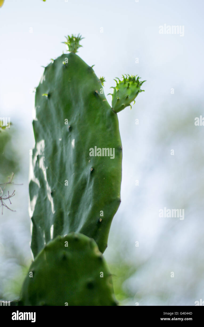 Fotografia di un verde cactus impianto denominato nopal Foto Stock
