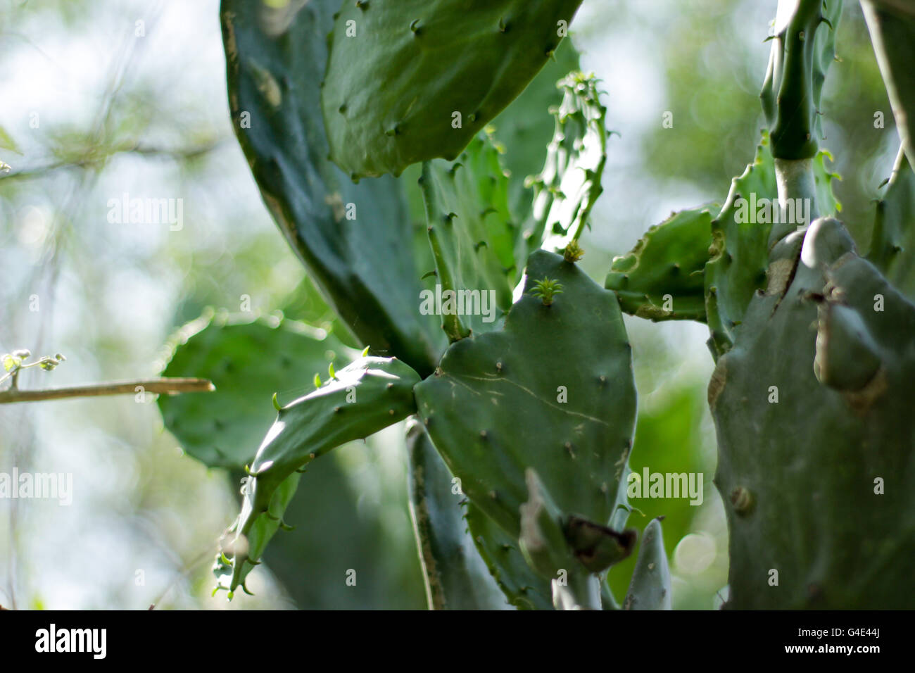 Fotografia di un verde cactus impianto denominato nopal Foto Stock