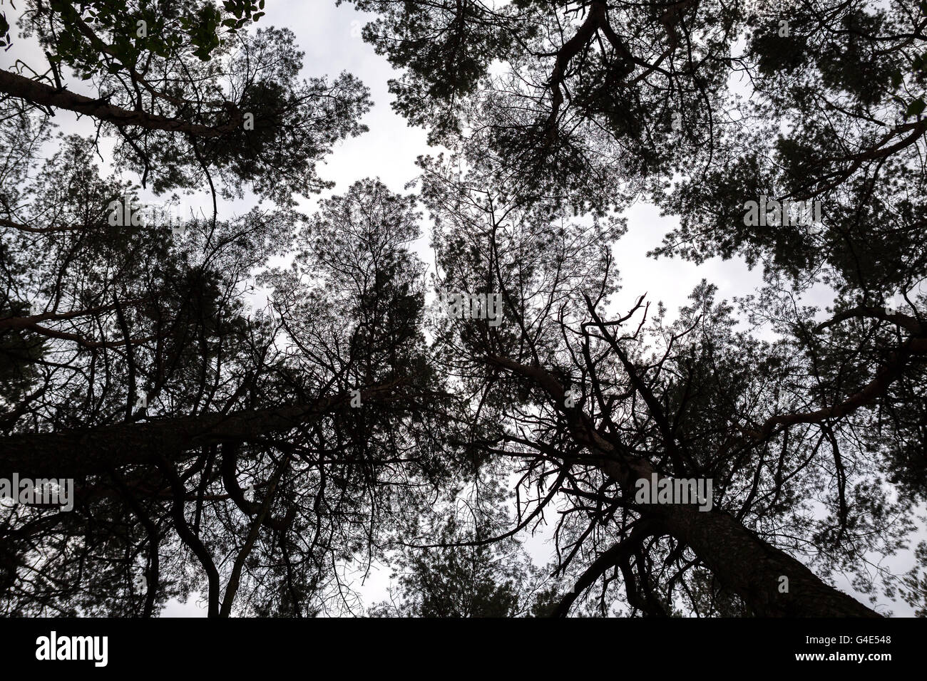 Le cime degli alberi della foresta di pini Foto Stock