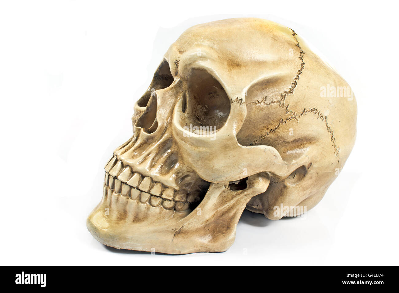 Cranio umano isolato su bianco Foto Stock