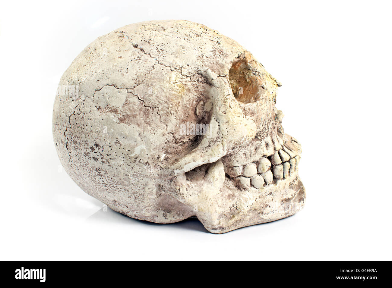 Cranio umano in gesso isolato su bianco Foto Stock