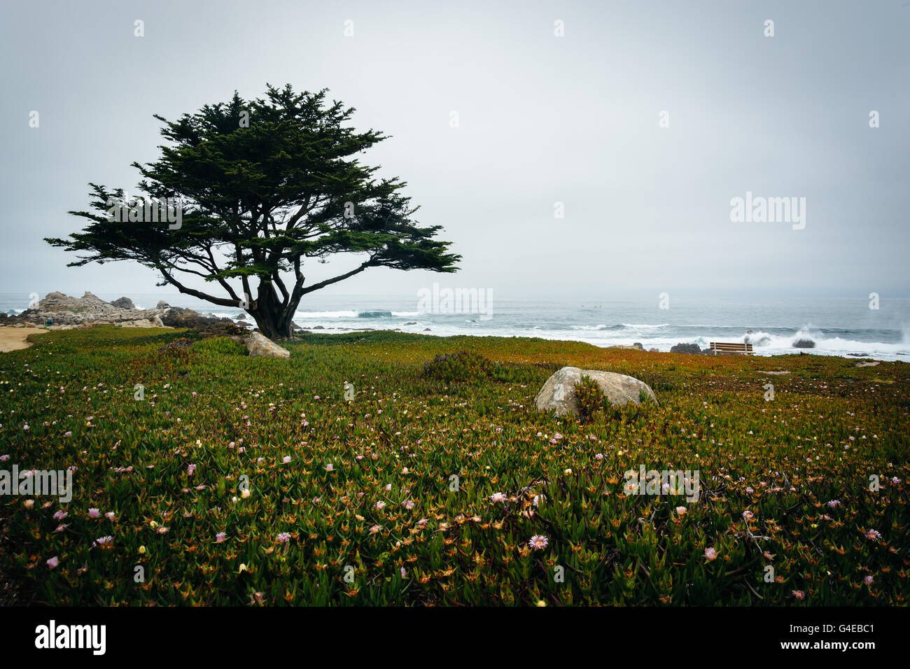 Alberi e fiori in Pacific Grove, California. Foto Stock