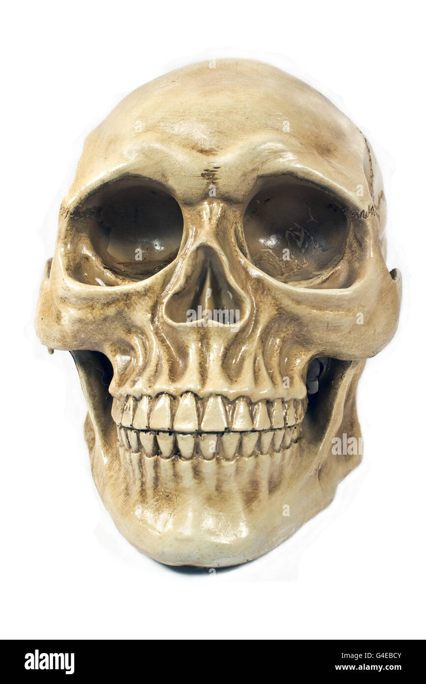Cranio umano isolato su bianco Foto Stock