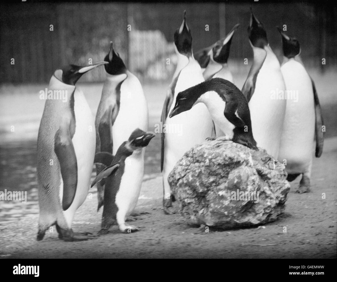 Stinker, il pinguino Rockhopper, a sinistra, guarda Peter, un collega Rockhopper sulla cima di una roccia. Sullo sfondo ci sono pinguini re che condividono lo stesso recinto. Foto Stock