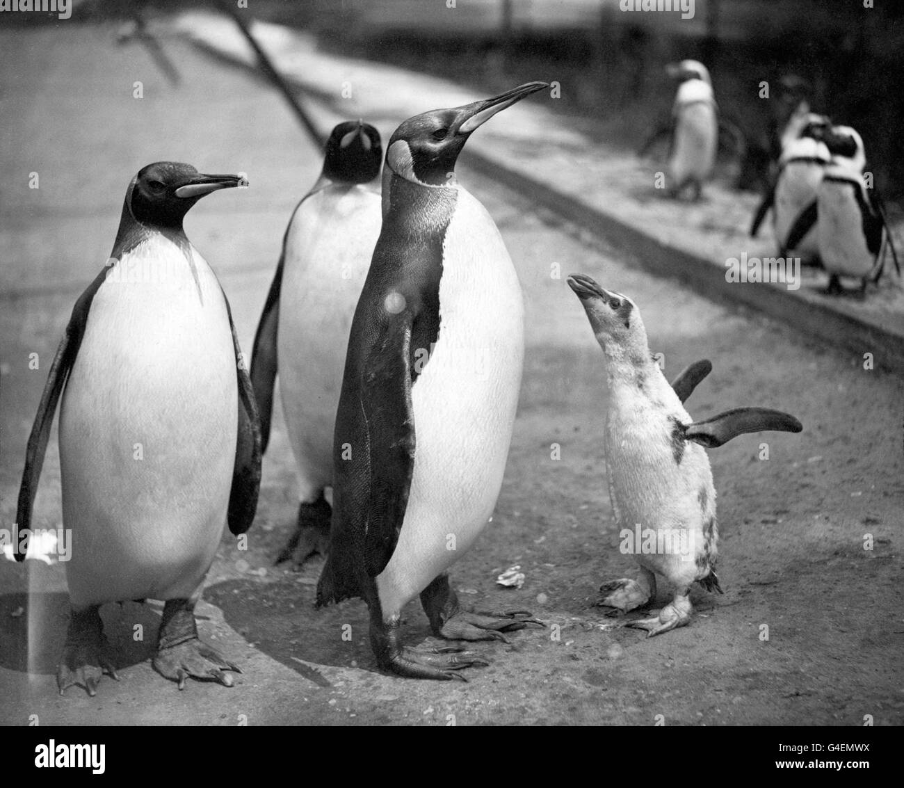 Re pinguini e bambino nel recinto dei pinguini allo Zoo di Londra. Sullo sfondo sono i pinguini magellanici, che condividono il recinto. Foto Stock