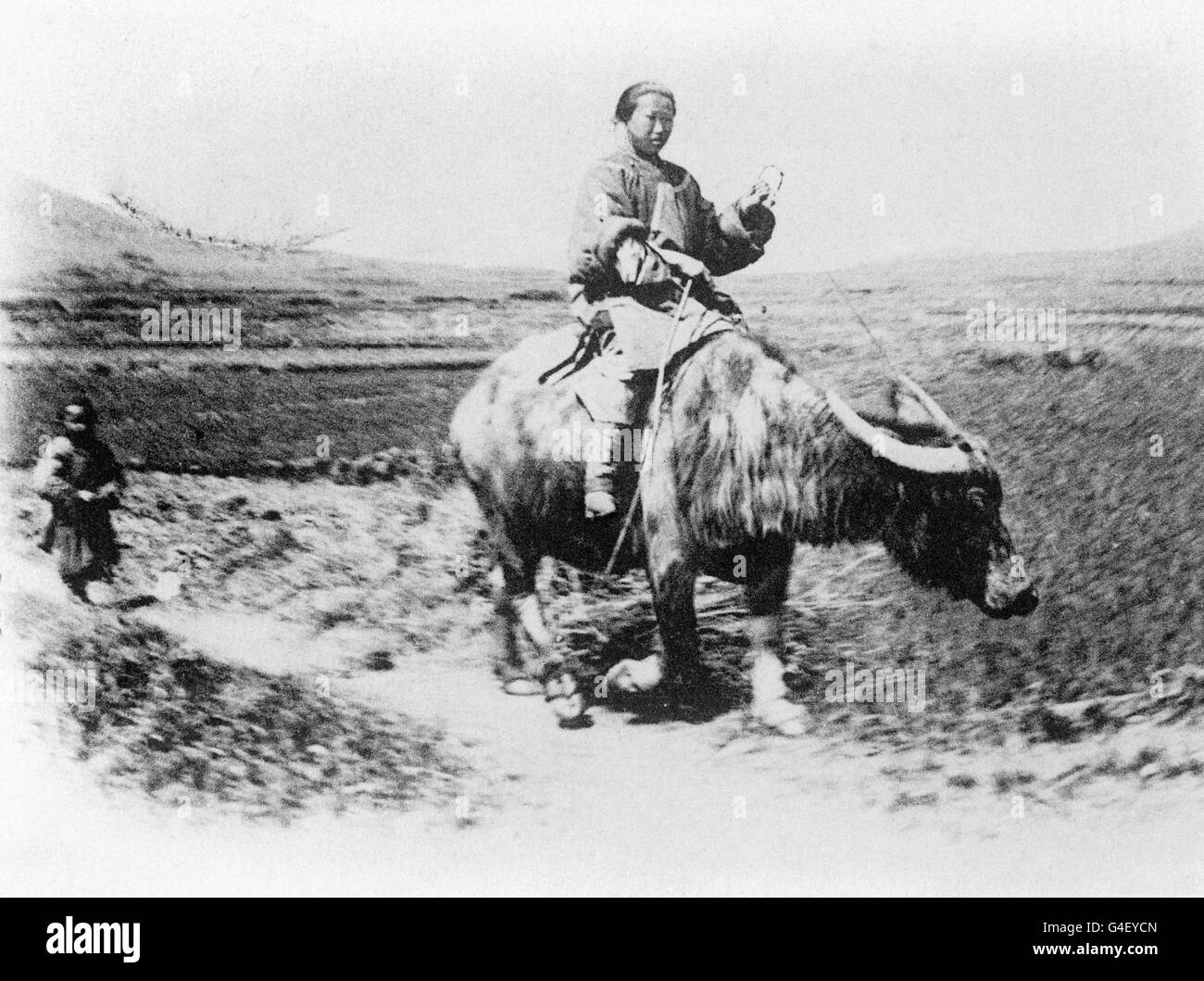 Un contadino cinese che guida un bufalo d'acqua. Nell'ottobre del 1911 iniziò la rivoluzione in Cina che avrebbe visto la fine della dinastia Qing Foto Stock