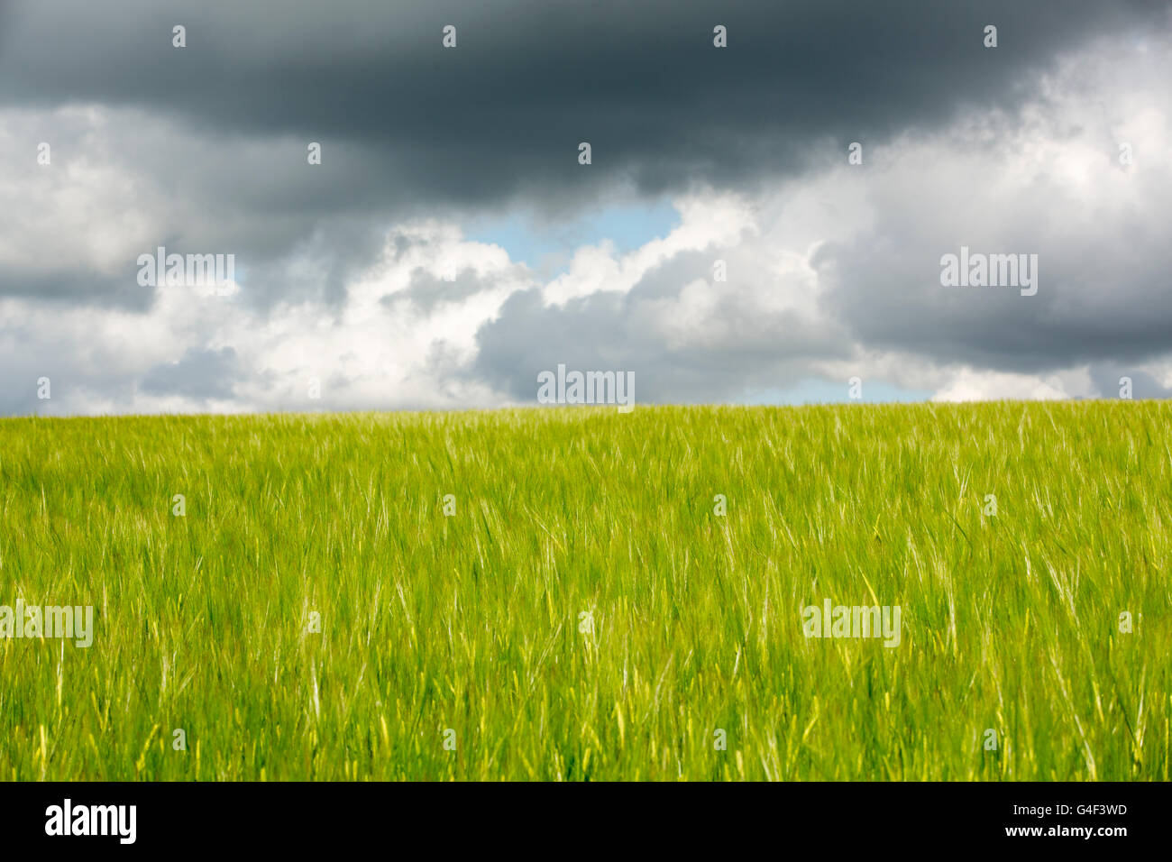 Vista astratta di un colore verde brillante campo di grano al vento. Impostare contro una nube scura riempito il cielo. Foto Stock
