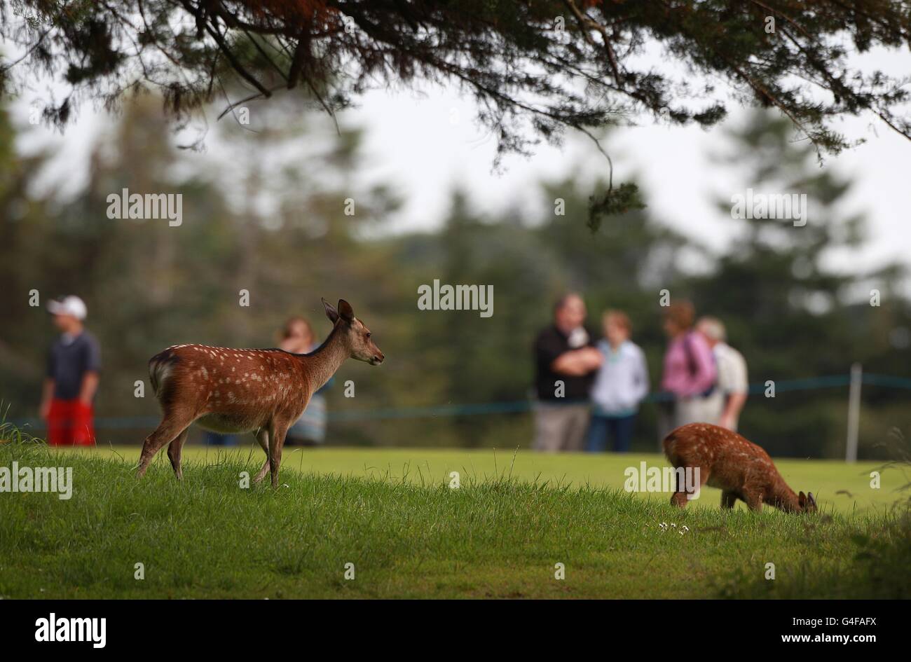 Golf - 2011 Irish Open - Day 3 - Killarney Golf e Club di pesca Foto Stock