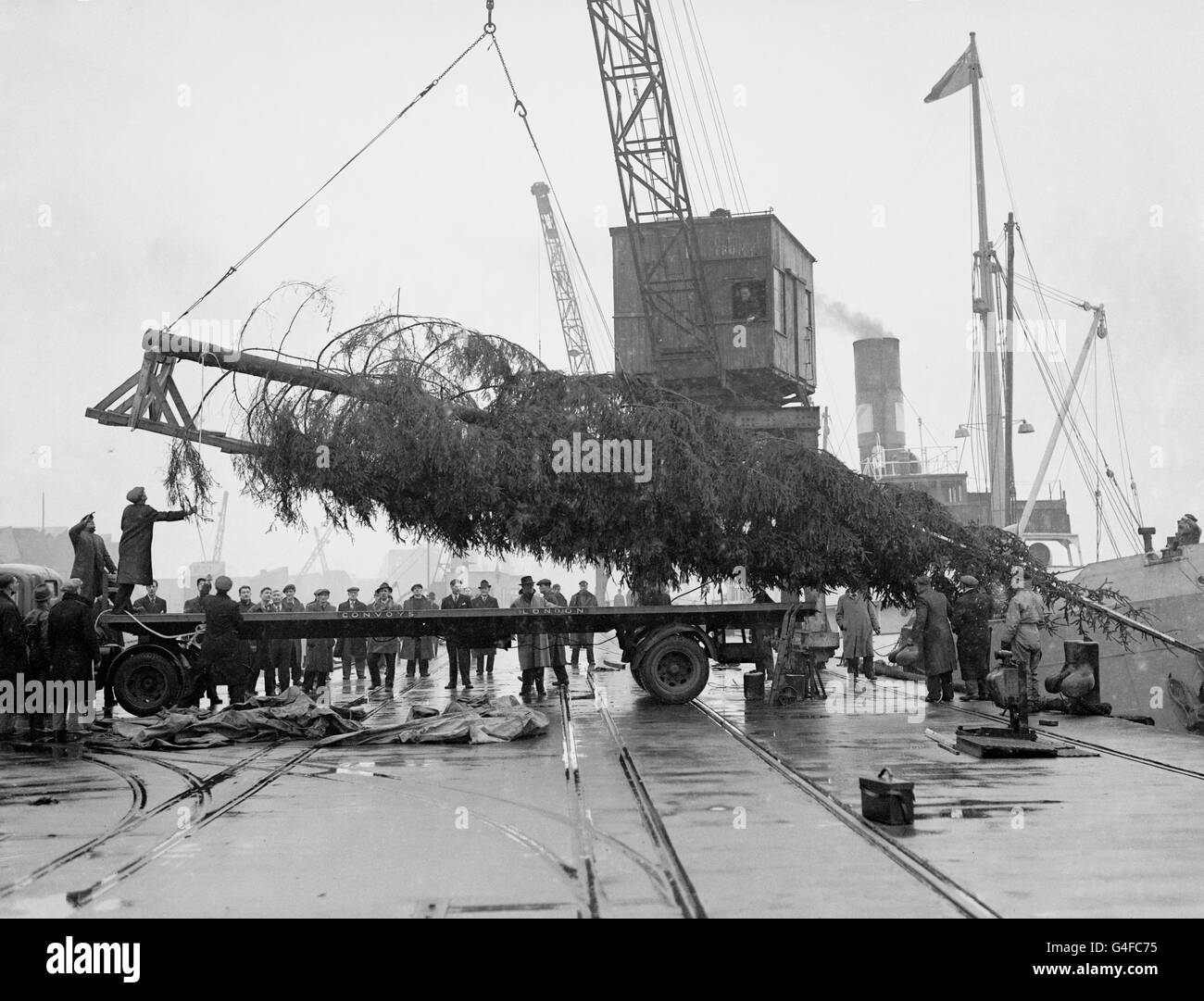 Il gigantesco albero di Natale di Londra dalla Norvegia viene scaricato dal 'Borgholm' su convoys Wharf, Deptford Foto Stock