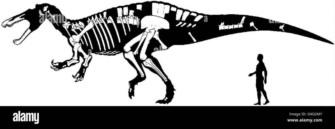 Embargo rigoroso: Non per la pubblicazione prima del 2100, giovedì 12 novembre 1998 un disegno di artista di una nuova specie di dinosauro che mangia pesce che gli scienziati stanno dicendo Giovedi 12 ottobre 1998, vissuto in Africa 100 milioni di anni fa. Fossili della nuova creatura - chiamata Suchomimus tenerensis, dopo Souchos (greco per coccodrillo) e il nome del deserto dove viveva - sono stati trovati nel deserto tenere del Niger centrale. Scopri la STORIA della PA DINOSAUR. Foto Stock
