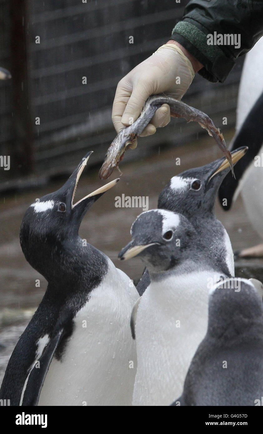 I pinguini di Gentoo imparano a mangiare dalle mani del personale dello Zoo di Edimburgo dopo essere stati spostati in una speciale creche di pinguini per coloro che sono nati nella primavera di quest'anno. Foto Stock