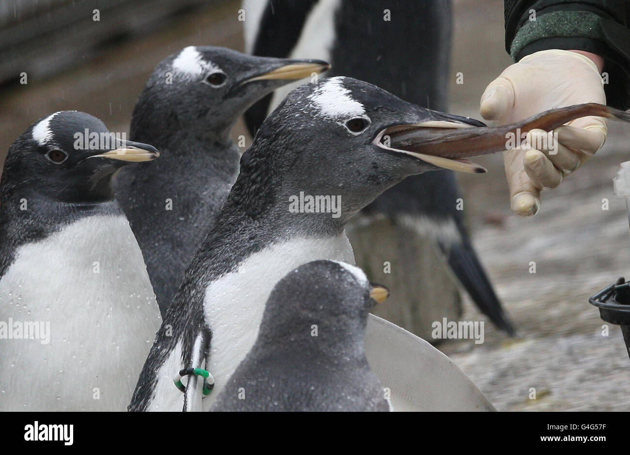 Penguin creche presso lo Zoo di Edimburgo Foto Stock