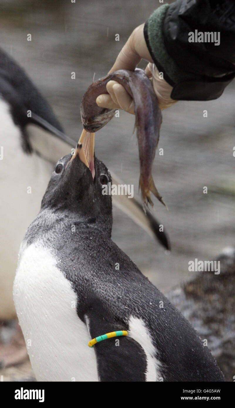 Un pinguino Gentoo impara a mangiare dalle mani del personale dello zoo di Edimburgo dopo essere stato spostato in una speciale creche di pinguini per coloro che sono nati nella primavera di quest'anno. Foto Stock
