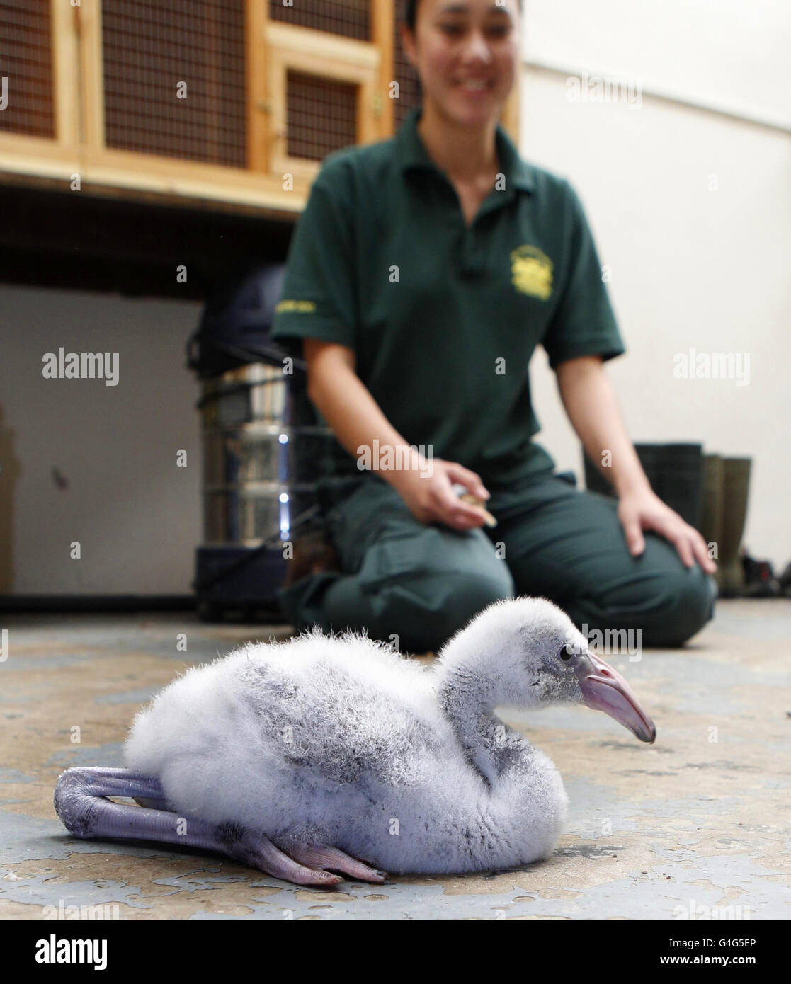 Un bambino di 4 settimane Caraibi Flamingo con il guardiano Alex Grey al Chester Zoo che sta allevando la mano il pulcino dopo che è stato abbandonato dai suoi genitori. Foto Stock