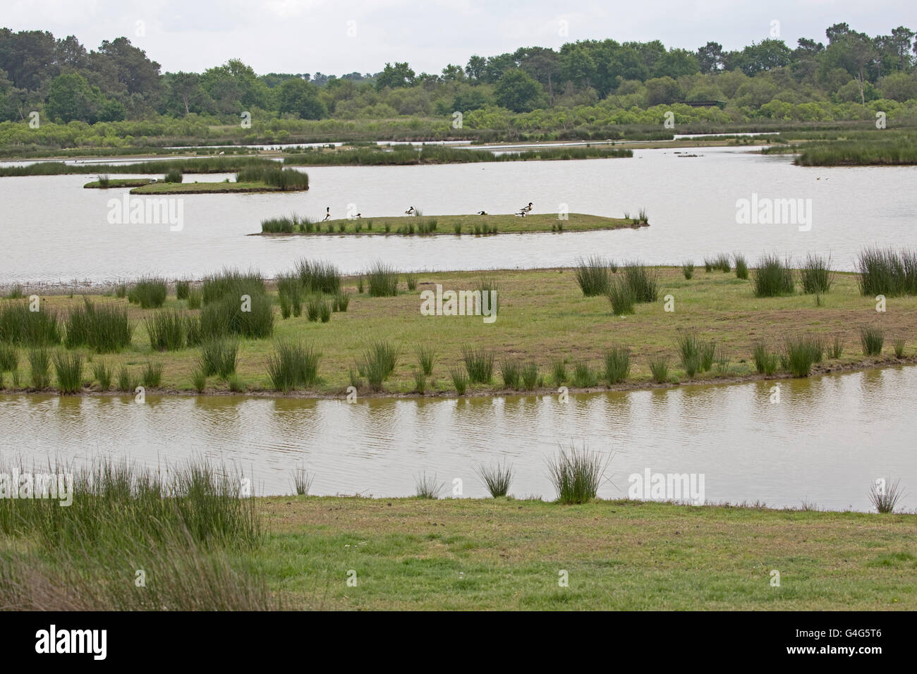 La Palude Salata Bird Sanctuary Réserve Ornithologique du Teich Francia Foto Stock