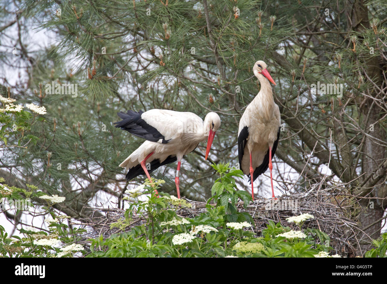 Due comunità cicogna bianca Ciconia ciconia su nest Réserve Ornithologique du Teich Francia Foto Stock