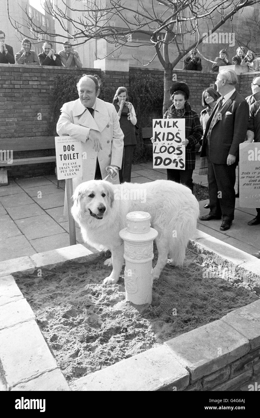 L'esecuzione di un impegno di tipo clochemerle con diventare dignità (si è rifiutato di completare la prestazione) è Digby, un cane di salvataggio di montagna dei Pirenei di tre anni di proprietà della sig.ra J. Hull di Cheam, Surrey. È sen che apre ufficialmente un gabinetto del cane a Roper's Gardens, uno dei due istituito su Chelsea Embankment da Kensington e Chelsea Council. A capo di Digby c'è l'emittente Robert Robinson, che è stato descritto come ospite d'onore. Ospiti non invitati alla cerimonia erano dimostranti che chiedevano latte gratuito per i bambini invece di loos per i cani. Foto Stock