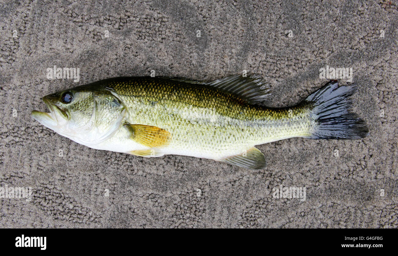 Largemouth Bass close up profilo su un tappeto grigio sfondo Foto Stock