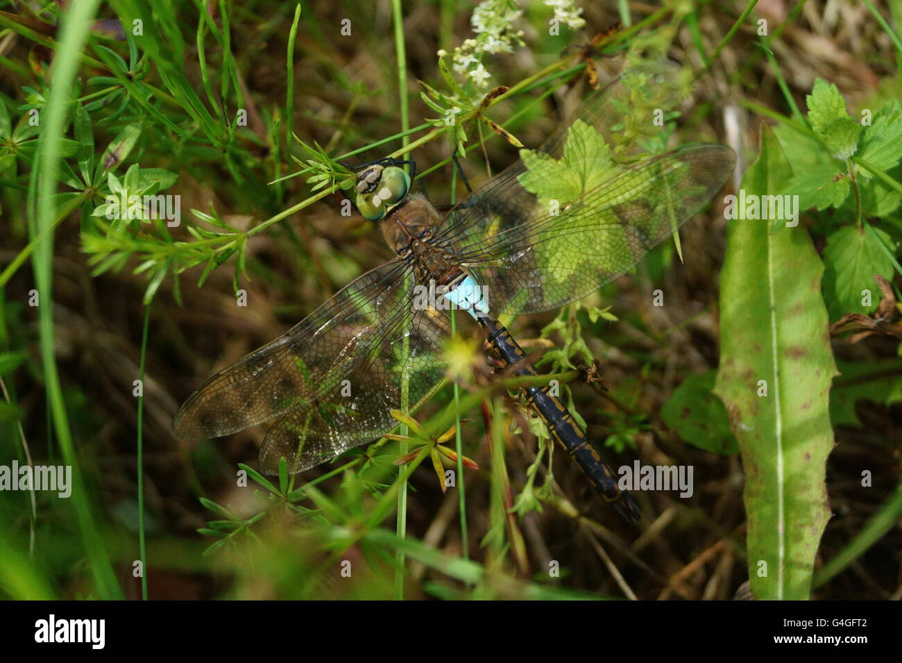 Joniskis, vicino alla città di Siauliai, lt. 19 giugno, 2016. dragonfly in erba. Foto Stock