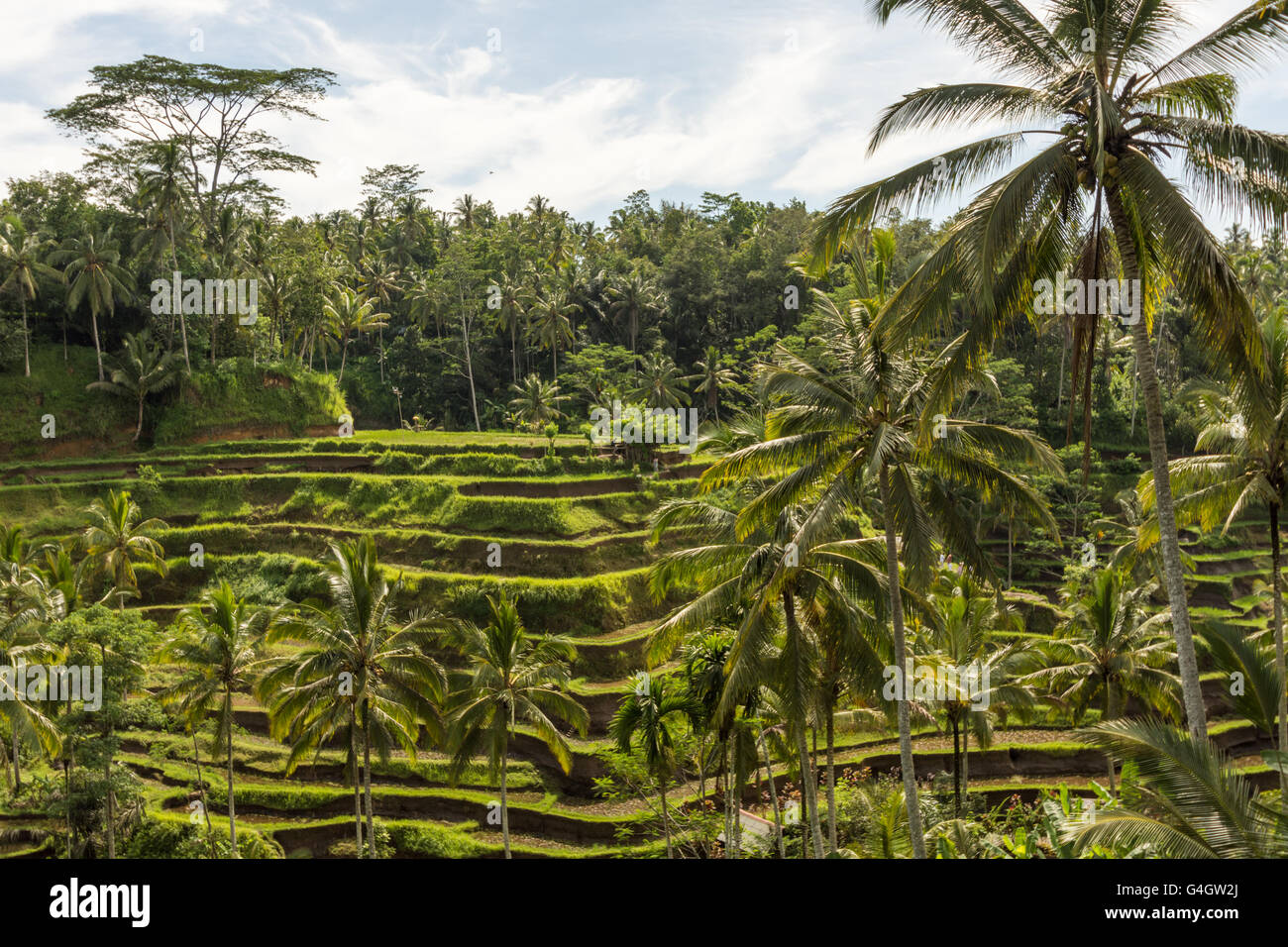 Panorama Terrazza Padi, Bali, Indonesia - piantagione locale del riso stratificata terrazza nell isola di Bali, Indonesia. Foto Stock